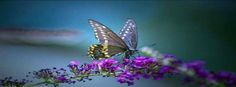 a butterfly sitting on top of a purple flower next to a quote from the book hope is a waking dream