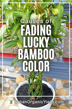 a potted plant with text that reads cause of fading lucky bamboo color in white frame