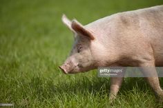 a small pig is walking through the grass