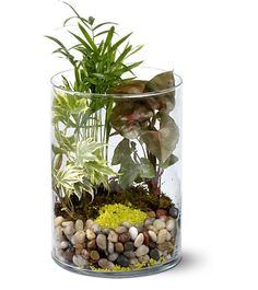 a glass vase filled with plants and rocks