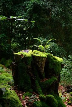 moss covered tree stump in the middle of a forest