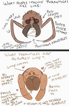 two pictures with words describing the different parts of a spider's body and how it looks