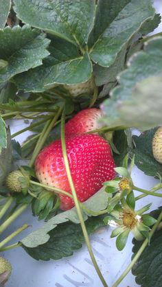 two strawberries are sitting on the leaves of a plant