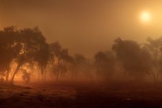 the sun shines through the foggy trees on a field in front of an orange sky