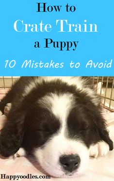 a black and white puppy laying on top of a bed with the words how to crate train a puppy