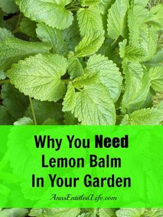 green leaves with the words why you need lemon balm in your garden