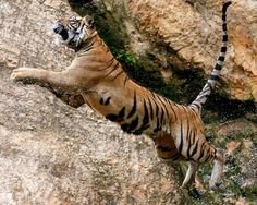 a tiger jumping off the side of a cliff into water