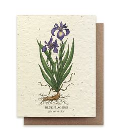 a card with blue flowers and roots on the front, says blue flau iris