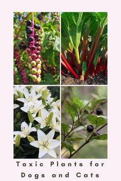 Rhubarb, Lillie, Nightshade, and Pokeweed Summer Is Here, Pet Safe, Dogs And Cats, Outdoor Plants, Pet Health, Pet Care, For Dogs