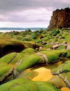 green moss growing on rocks near the ocean