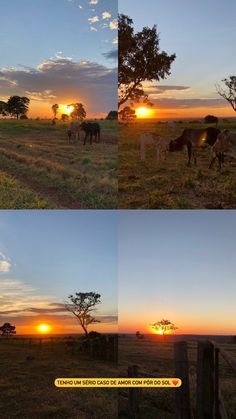 the sun is setting and some animals are grazing in the field at different times of day