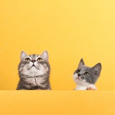 two cats are looking over the edge of a yellow surface with one cat staring at the camera