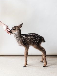 a baby deer is being fed by someone's hand while standing in front of a white wall