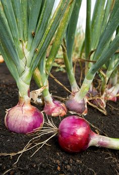 several onions are growing in the soil