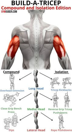 an image of the back and shoulder muscles with text below it that says build - a - tricep