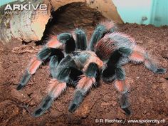 a large blue and orange tarantula sitting on top of dirt