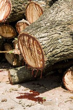 several pieces of wood that have been cut down and are being used to make firewood