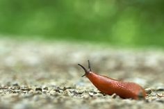 a red slug crawling on the ground