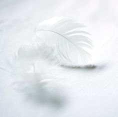 a white feather laying on top of a bed