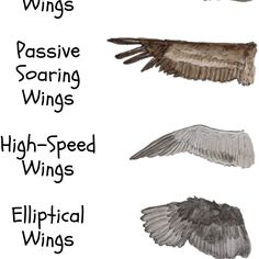 four different types of wings are shown in this graphic above the words, passive soaring wings high - speed wings electrical wings