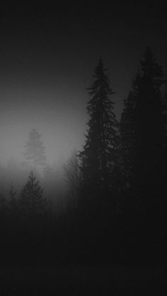 a black and white photo of trees in the foggy night with only one light on