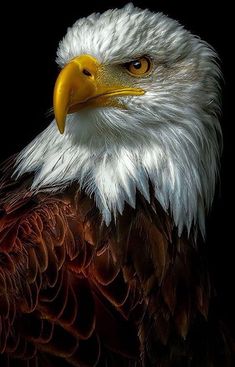 an eagle with white and brown feathers is looking at the camera while standing in front of a black background