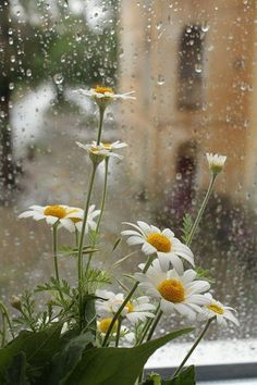 some daisies are in a vase on a window sill with rain coming down