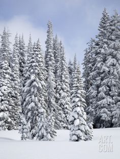 snow covered pine trees stand in the foreground against a blue sky