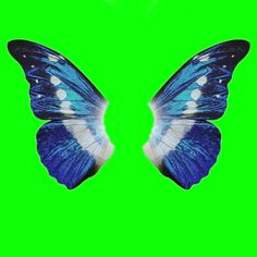 two blue and white butterflies on green screen