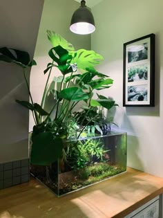 a fish tank with plants in it on top of a wooden table next to a framed photograph