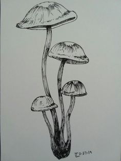 three mushrooms are shown in this drawing