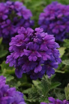 purple flowers with green leaves in the background