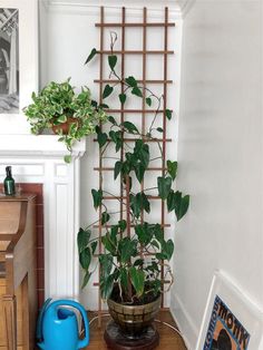 a potted plant sitting on top of a wooden shelf next to a blue watering can