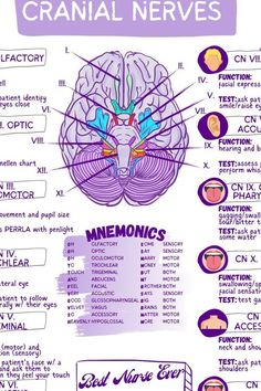 the human brain is labeled in purple and has many different types of functions to it