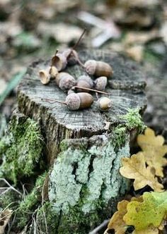 a tree stump with acorns growing on it