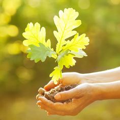 two hands holding a young tree in dirt