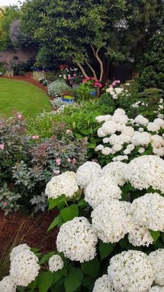 white hydrangeas and other flowers in a garden