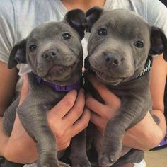 two puppies are being held in their owners hands while they look at the camera