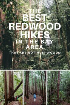 the best redwood hikes in the bay area that are not minn woods