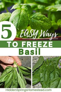 five easy ways to freeze basil and how to use it in your garden or home