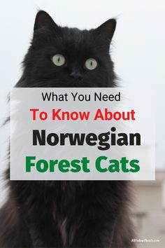 a black cat holding a sign that says, what you need to know about norwegian forest cats