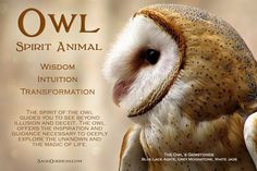 an owl is shown with the words spirit animal