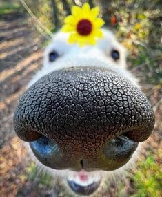 a dog with a yellow flower on its head