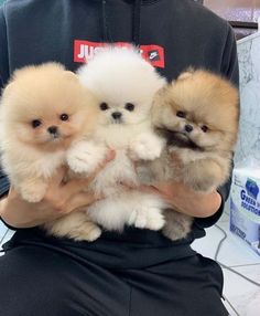 miniature pomeranian puppies for sale | teacup pomeranian puppies for sale near me under 300 dollars Cute Small Dogs, Cute Dog Wallpaper, Very Cute Puppies, Really Cute Puppies