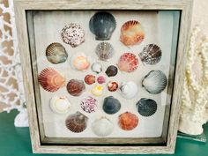 there are many seashells in this shadow box