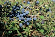 some blue berries are growing on a tree