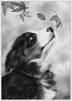 a black and white drawing of a dog looking up at leaves flying in the air