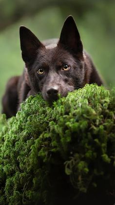 a black dog laying on top of a lush green plant covered in lichen and moss