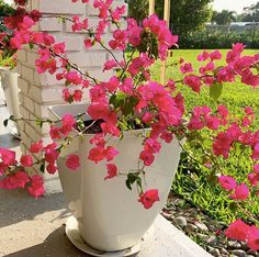 pink flowers are growing in a white planter