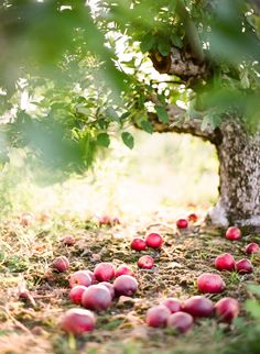 an apple orchard with apples scattered on the ground